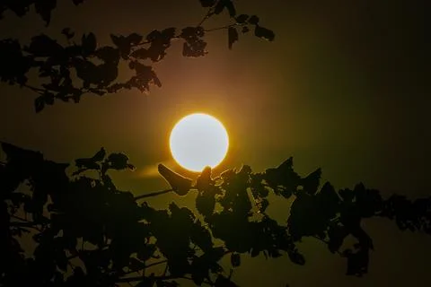 Sunlight filtering through dark foliage, creating a silhouette effect again.. Stock Photos