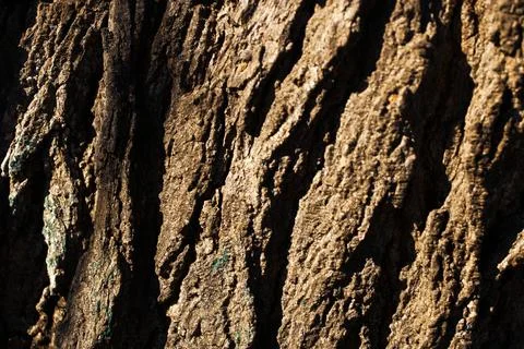 Sunlight filtering through deep fissures of aged tree bark texture Stock Photos