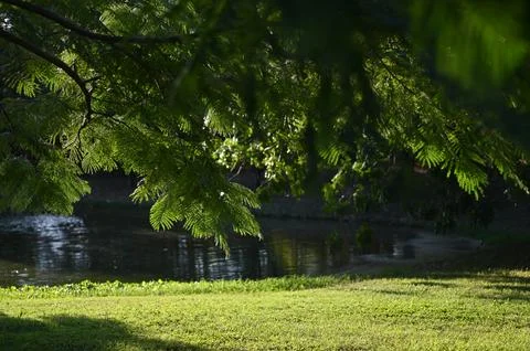 Sunlight filtering through delicate green leaves above a quiet pond Stock Photos