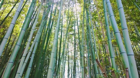 Sunlight filtering through a dense bamboo forest - Low angle view Vídeos de archivo 332182079