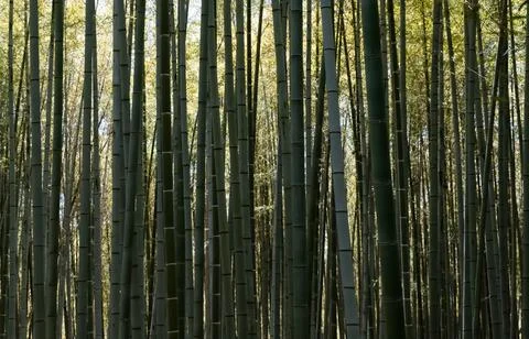 Sunlight filtering through dense bamboo forest canopy Photos