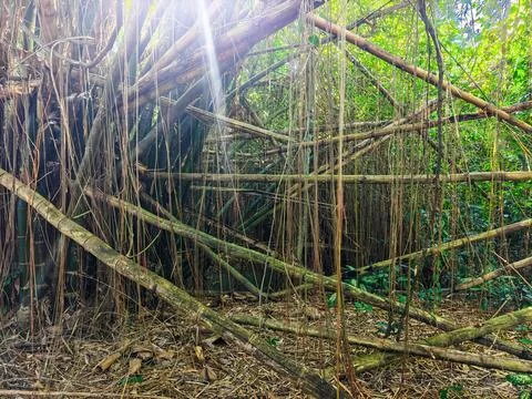Sunlight Filtering Through Dense Bamboo Grove and Hanging Vine Roots in Jungle Stock Photos