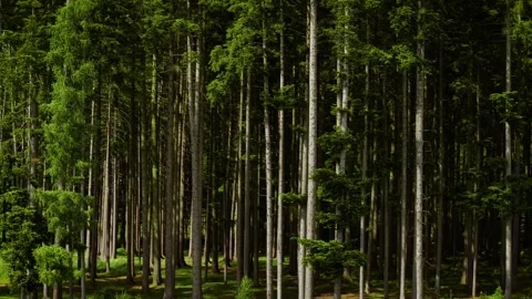 Sunlight filtering through dense conifer trunks in quiet forest. Rays shining Stock Footage 323595213
