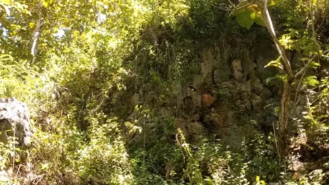 Sunlight Filtering Through Dense Forest Foliage Stock Footage 330586544