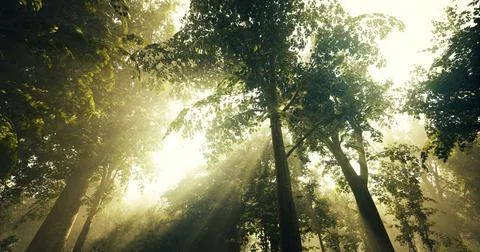 Sunlight filtering through dense forest canopy during early morning hours Stock Illustration