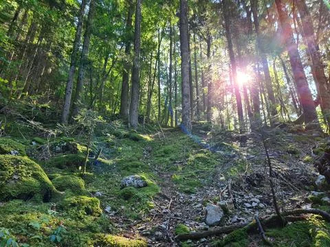 Sunlight Filtering Through a Dense Forest Fotos de archivo