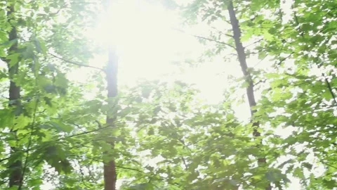 Sunlight filtering through dense green forest canopy creating natural light Stock Footage 313254303