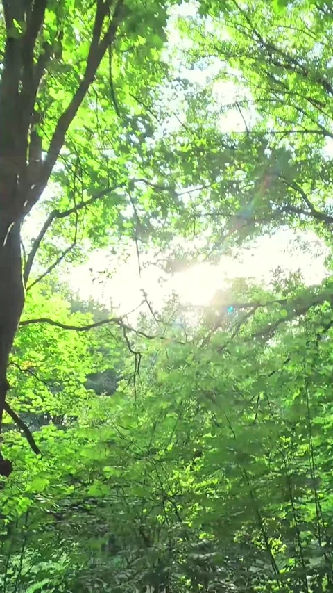 Sunlight filtering through dense green forest canopy creating natural lighting Stock Footage 314302835