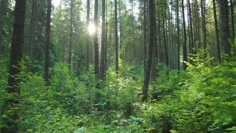 Sunlight filtering through dense green forest in the Southern Urals, Russia Stock Footage 325351349