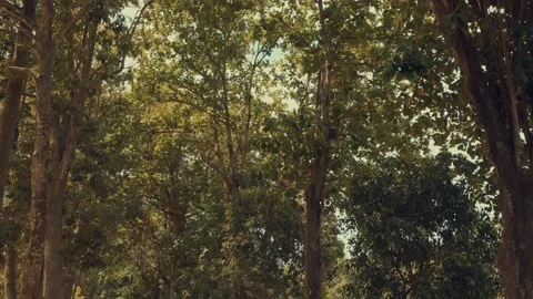 Sunlight Filtering Through Dense Green Tropical Tree Canopy Stock Footage 333325979