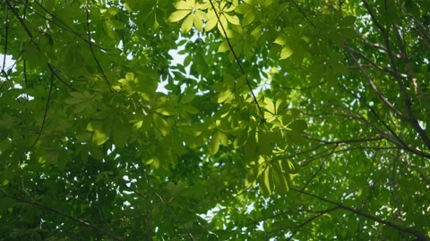 Sunlight Filtering Through Dense Green Tree Canopy Against Blue Sky 動画素材 337417429