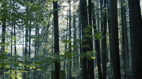 Sunlight Filtering Through Dense Green Forest Canopy with Tall Trees Stock Footage 340526724