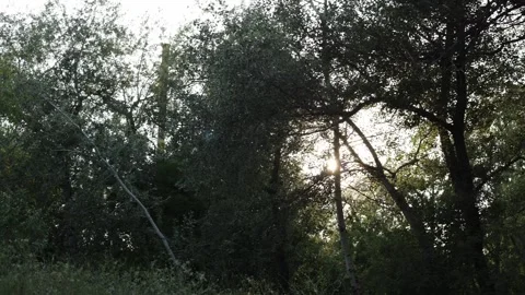 Sunlight filtering through dense green trees and foliage in a forest Vidéo 340844508
