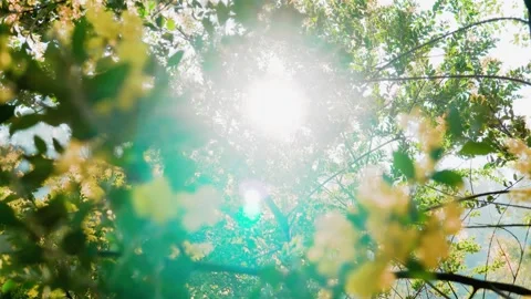 Sunlight Filtering Through Dense Green Foliage and Yellow Blossoms in a Forest Video stock 341995424
