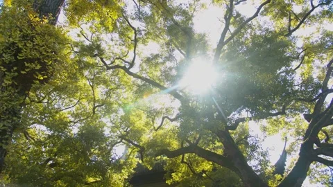 Sunlight Filtering Through Dense Green Tree Canopy in a Peaceful Forest Setting Video stock 341995688