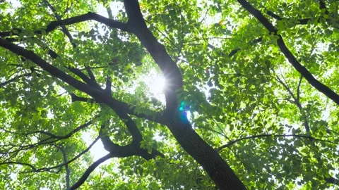Sunlight Filtering Through Dense Green Forest Canopy During A Bright Summer Day Stock Footage 341997575