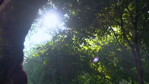 Sunlight Filtering Through Dense Green Forest Canopy in Bright Spring Morning Stock Footage 342000162