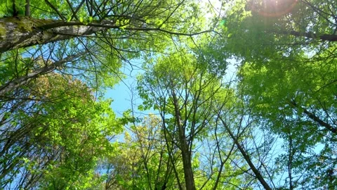 Sunlight Filtering Through Dense Green Forest Canopy During A Bright Summer Day 스톡 동영상 342019303
