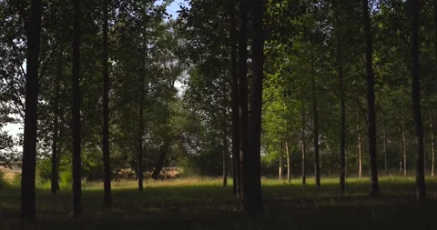 Sunlight filtering through the dense green forest trees Stock Footage 344146938