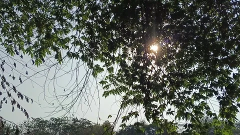 Sunlight filtering through dense green tree foliage against a clear sky Stock Footage 346764814