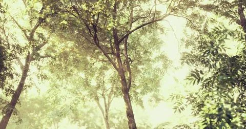 Sunlight filtering through dense green foliage in a tranquil forest setting Ilustração Stock
