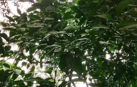 Sunlight filtering through dense green foliage in a forest canopy Stock-Fotos