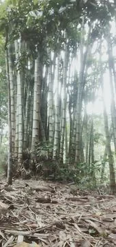 Sunlight filtering through a dense grove of thick bamboo stalks in a tranqu.. 스톡 사진