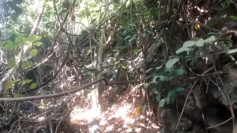 Sunlight Filtering Through the Dense Jungle Canopy 库存影片 333076800