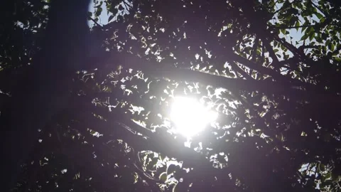 Sunlight filtering through dense leaves, casting gentle rays and shadows in.. Stock Footage 293087580