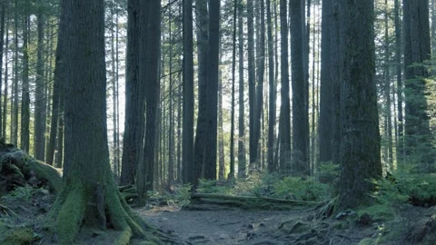 Sunlight Filtering Through Dense Mossy Forest Trees Stock Footage 340526681