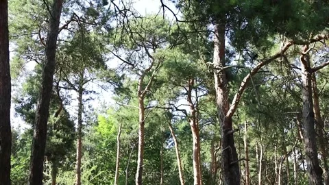 Sunlight filtering through a dense pine forest canopy on a clear day Stock Footage 331500859