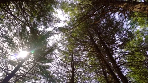 Sunlight Filtering Through Dense Pine Forest Canopy During A Bright Sunny Day Video stock 342208398