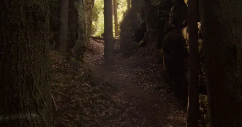 Sunlight Filtering Through Dense Pine Forest In Czech Paradise Vídeos de archivo 345056633