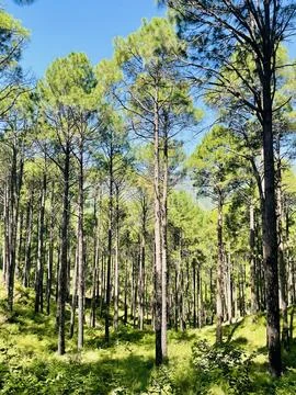 Sunlight Filtering Through a Dense Pine Forest Stock Photos
