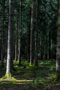 Sunlight Filtering Through Dense Pine Forest Creates Serene Mossy Atmosphere Stock Photos