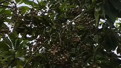 Sunlight Filtering Through Dense Tree Leaves in a Calm Natural Environment Stock Footage 228806014