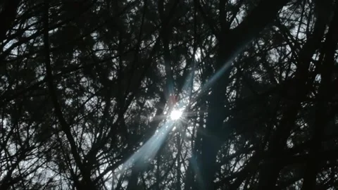 Sunlight Filtering Through Dense Tree Branches Creating Dramatic Light and .. Stock Footage 303340253