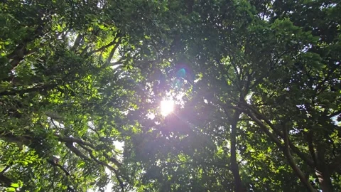 Sunlight Filtering Through Dense Tree Canopy, creating bright sunbeams and a dra Stock Footage 336897489