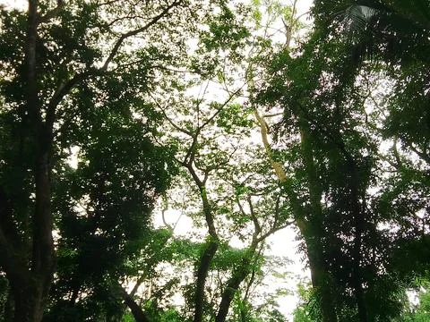 Sunlight filtering through dense tree branches and green foliage Stock-Fotos