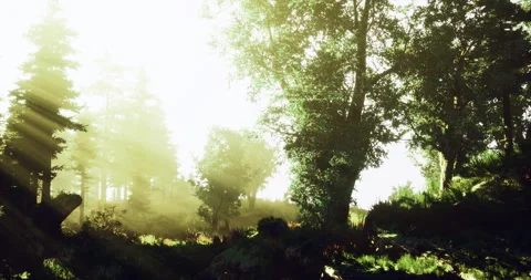 Sunlight filtering through dense trees in a tranquil forest setting Видео 306156504