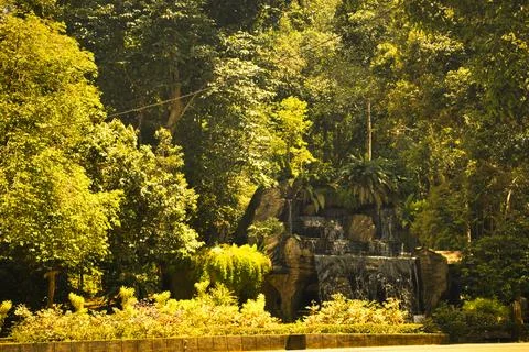 Sunlight filtering through a dense tropical rainforest. Stock Photos