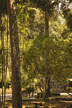 Sunlight filtering through a dense tropical rainforest. Stock Photos