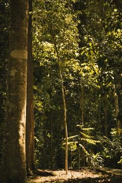 Sunlight filtering through a dense tropical rainforest. Stock Photos