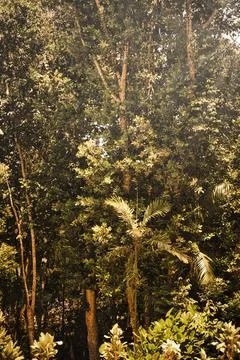 Sunlight filtering through a dense tropical rainforest. Stock Photos