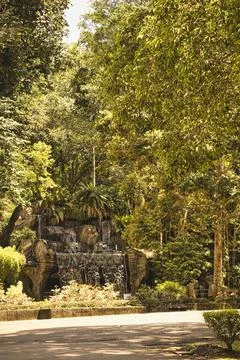 Sunlight filtering through a dense tropical rainforest. Stock Photos