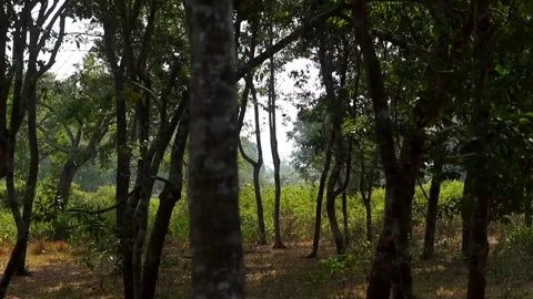 Sunlight Filtering Through Dense Woodland Trees Stock Footage 328822950