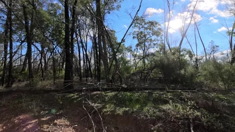 Sunlight Filtering Through Eucalyptus Trees in Australian Scrubland Stock Footage 345691963