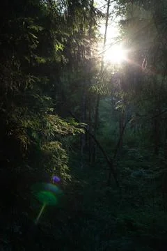Sunlight Filtering Through Evergreen Forest at Golden Hour Stock Photos