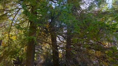 Sunlight filtering through evergreen trees in the Southern Urals, Russia Stock Footage 325464366