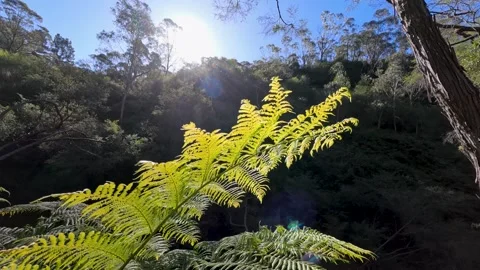 Sunlight Filtering Through Fern Frond in Australian Temperate Rainforest Stock Footage 341838690